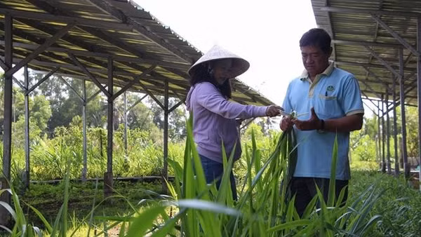 Trong ảnh: Cán bộ khuyến nông khảo sát mô hình sản xuất nông nghiệp tuần hoàn tại Hợp tác xã Mekong Ngũ Thường. (Ảnh: Hồng Thái - TTXVN)