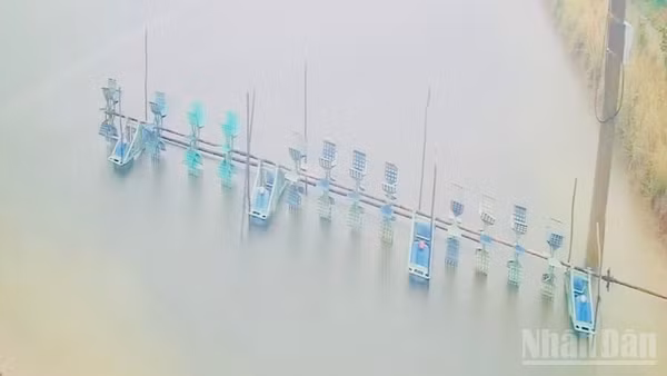Nước xi-măng và nước bẩn gây ô nhiễm diện tích nuôi tôm của một số người dân, trong đó làm tôm thẻ nuôi bán công nghiệp của ông Lê Thành Công ở phường Vĩnh Trạch (Cà Mau) chết. (Ảnh: TRỌNG DUY)