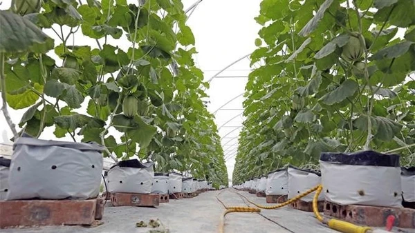 Cây trồng trong những túi đất hữu cơ của một gia đình tại tỉnh Hải Dương (cũ). (Ảnh: Trần Việt - TTXVN)