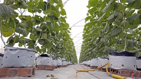 Cây trồng trong những túi đất hữu cơ của một gia đình tại tỉnh Hải Dương (cũ). (Ảnh: Trần Việt - TTXVN)