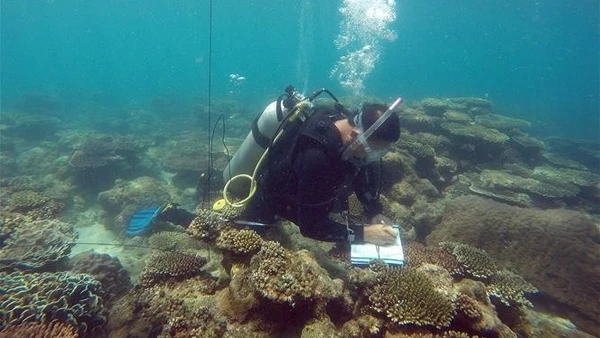 Giám sát sự phát triển, phục hồi của rạn san hô Côn Đảo. (Ảnh: TTXVN)