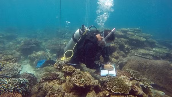 Giám sát sự phát triển, phục hồi của rạn san hô Côn Đảo. (Ảnh: TTXVN)