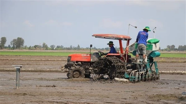 Cánh đồng 1 triệu ha lúa chất lượng cao, giảm phát thải áp dụng cơ giới hóa sạ hàng giúp giảm lượng giống gieo sạ xuống còn 60kg/ha. (Ảnh: Thu Hiền - TTXVN)