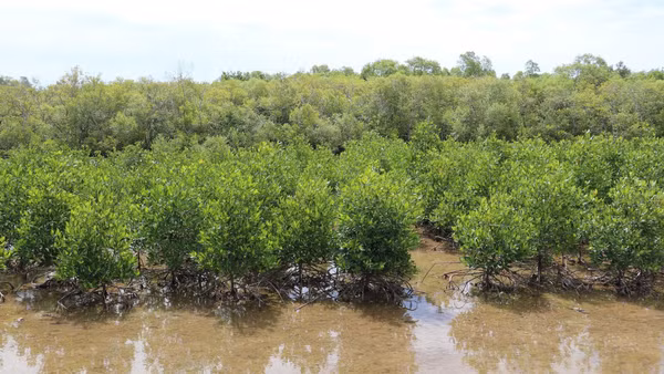 Vành đai rừng phòng hộ trồng thêm giúp tuyến đê biển Gò Công tránh được xói lở trực diện bởi sóng biển. (Ảnh: Hữu Chí - TTXVN)