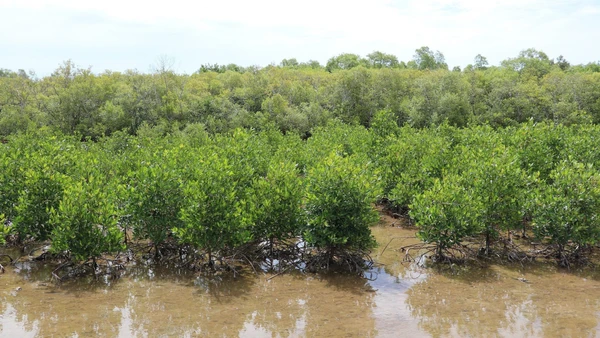 Vành đai rừng phòng hộ trồng thêm giúp tuyến đê biển Gò Công tránh được xói lở trực diện bởi sóng biển. (Ảnh: Hữu Chí - TTXVN)
