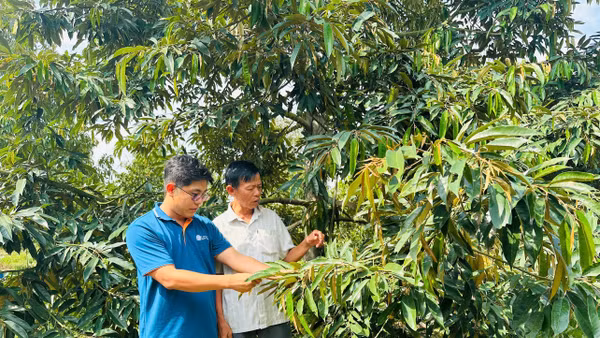 Vườn sầu riêng của ông Trần Văn Hè (áo trắng), ấp Mỹ Tường A, xã Hậu Mỹ, tỉnh Đồng Tháp.