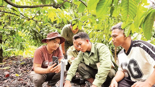 Việc ứng dụng quản lý dinh dưỡng đất tại Đắk Lắk giúp nông dân sản xuất hiệu quả hơn.