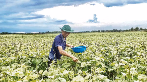 Nông dân xã Đức Minh, tỉnh Hà Tĩnh trồng đậu xanh thành công theo mô hình được Trung tâm Khuyến nông quốc gia hỗ trợ. (Ảnh: BẢO HÂN)