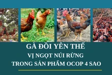 Gà đồi Yên Thế: Vị ngọt núi rừng trong sản phẩm OCOP 4 sao