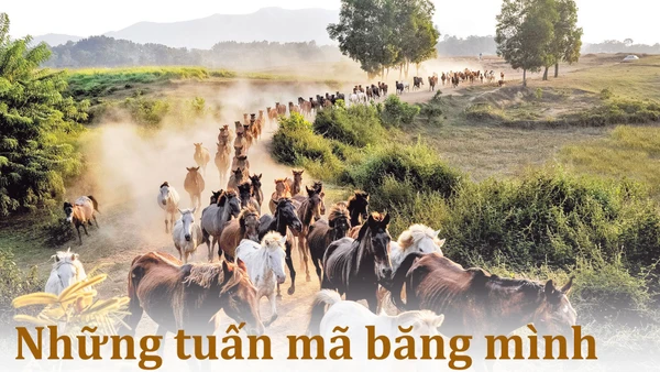 Những tuấn mã băng mình trên vùng đồi Bá Vân