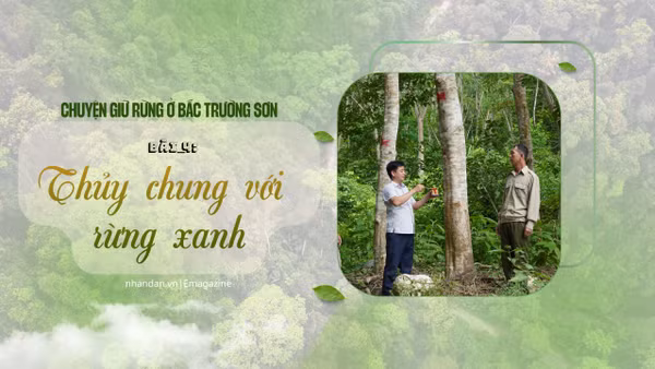 Thủy chung với rừng xanh