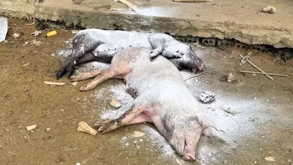 Các điểm phát hiện lợn mắc bệnh dịch tả lợn châu Phi cần phải được theo dõi tiêu hủy lợn bệnh một cách nghiêm ngặt: (Ảnh: Báo Nhân Dân)