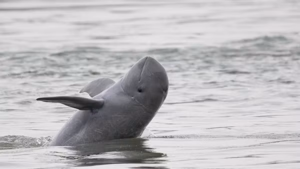 Cá heo sông Mekong tại Campuchia. (Ảnh: WWF)