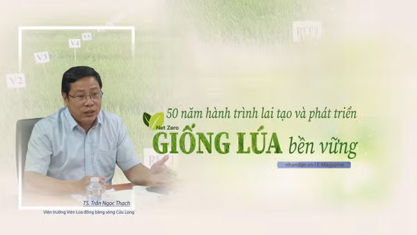 50 năm hành trình lai tạo và phát triển giống lúa bền vững