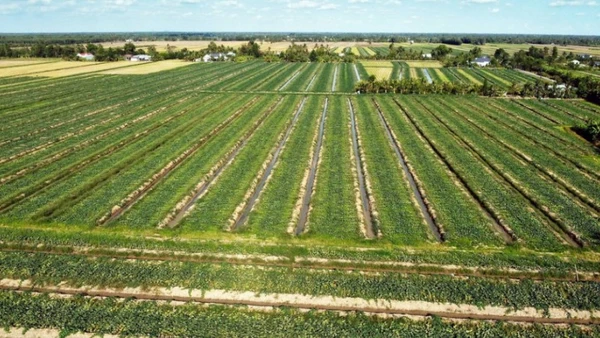 (Ảnh minh họa: TTXVN)