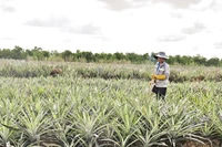 Ông Hồ Văn Oanh chăm sóc ruộng khóm tại xã Tân Lập 1, huyện Tân Phước, tỉnh Tiền Giang.