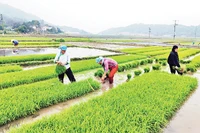 Nông dân một số địa phương gieo mạ sớm tiến hành cấy lúa xuân. (Ảnh VIẾT VINH)