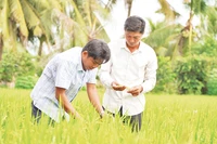 Nông dân Hợp tác xã Dịch vụ Nông nghiệp Thắng Lợi (huyện Tháp Mười, tỉnh Đồng Tháp) thăm lúa sản xuất thí điểm thực hiện Đề án 1 triệu héc-ta lúa chất lượng cao, phát thải thấp.