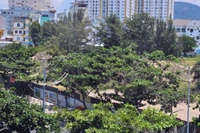 Khu đất này do nhà nước quản lý, nhưng bị can Thanh đã dùng giấy tờ giả nguồn gốc đất để lừa đảo. (Ảnh: Đông Hà)