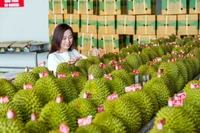 Kim ngạch xuất khẩu sầu riêng sang Trung Quốc tăng trưởng mạnh. (Ảnh HÀ AN)