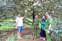 Công an huyện Krông Búk (tỉnh Đắk Lắk) xuống cơ sở, bảo đảm an ninh trật tự, giúp người dân yên tâm thu hoạch sầu riêng.