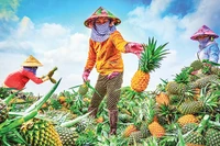 Thu hoạch khóm Cầu Đúc. (Ảnh Lý Anh Lam)