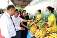Các đại biểu tham quan gian hàng trưng bày chuối tươi.