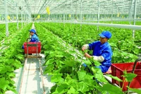 Luật Đất đai 2024 tạo điều kiện thuận lợi để người nông dân chủ động chuyển đổi vị trí canh tác, chủ động trong công tác dồn điền đổi thửa.