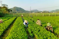 Sản xuất giống cây lâm nghiệp chất lượng cao tại huyện Phú Lương, tỉnh Thái Nguyên. (Ảnh: Văn Hùng)