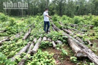 Một vụ phá rừng quy mô lớn thuộc lâm phận do Trung tâm Bảo tồn voi, cứu hộ động vật và Quản lý bảo vệ rừng quản lý được phát hiện trong năm 2021.