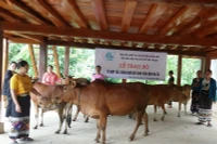 Tổ hợp tác phát triển chăn nuôi gia súc được xây dựng, nhân rộng ở vùng miền núi Thanh Hóa.