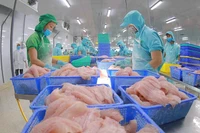 Chế biến cá tra xuất khẩu.