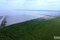 Bãi Bồi ven biển xã Đất Mũi có thêm nhiều đai rừng phòng hộ từ dự án hỗ trợ của Trung ương. 