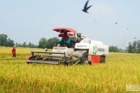 Người dân xã Hậu Mỹ Trinh, huyện Cái Bè (Tiền Giang) thu hoạch lúa hè thu 2023. (Ảnh: NGUYỄN SỰ)