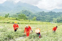 Người dân thôn Nà Săm, xã Thượng Giáo (huyện Ba Bể) chăm sóc cây cà gai leo do Chương trình mục tiêu quốc gia về phát triển kinh tế-xã hội vùng đồng bào dân tộc thiểu số và miền núi hỗ trợ.