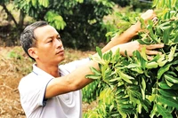 Ông Lường Văn Mười, một trong 63 nông dân xuất sắc Việt Nam năm 2024, ở xã Chiềng Khoong, tỉnh Sơn La, trồng nhãn thoát nghèo. (Ảnh QUỐC TUẤN)