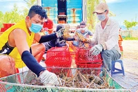 Người nuôi tôm xã Xuân Thịnh, thị xã Sông Cầu, Phú Yên đang thu hoạch tôm hùm.