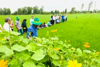 Các mô hình thí điểm cấp tỉnh được triển khai trong năm 2024.
