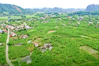 Phù hợp thổ nhưỡng, khí hậu và khách hàng ưa dùng, cây na là cây trồng ăn quả được bà con nông dân các xóm, xã dọc Quốc lộ 1B từ La Hiên đến tận Phú Thượng, huyện Võ Nhai phát triển mạnh.