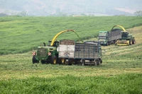 Thu hoạch ngô, cỏ bằng hệ thống cơ giới ở trang trại bò sữa TH.
