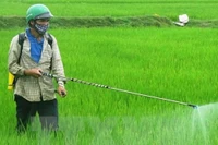 Nông dân phun thuốc trừ cỏ và sâu bệnh cho lúa. (Ảnh: Đoàn Hữu Trung/TTXVN)