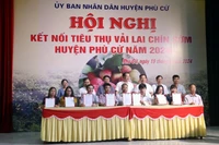 Doanh nghiệp ký kết tiêu thụ vải lai chín sớm Phù Cừ với các hợp tác xã, chủ vườn ở huyện Phù Cừ, tỉnh Hưng Yên.