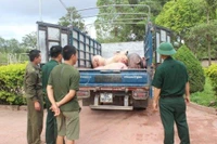 Ảnh minh họa: Tang vật 1.200kg lợn thương phẩm nhập lậu bị Đồn Biên phòng Bắc Sơn bắt giữ. (Nguồn: Báo Biên phòng)