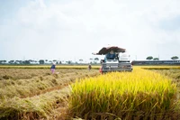 Nông dân theo máy ra đồng thu hoạch.