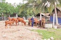 Anh Phạm Văn Út bỏ nghề làm mướn, chuyển sang nuôi bò cái sinh sản, thoát nghèo. 
