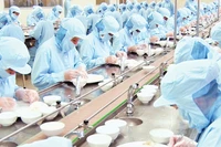 Công nhân chế biến nguyên liệu tổ yến ở Công ty Yến sào Khánh Hòa. 