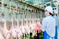 Dây chuyền chế biến thịt gà xuất khẩu sang Nhật Bản tại Công ty TNHH Koyu & Unitek (tỉnh Ðồng Nai). 