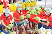 Kiểm tra trái cây trước khi xuất khẩu tại Công ty Vina T&T Group. (Ảnh MINH HÀ) 
