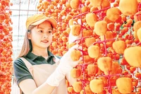 Thông thường, hồng được treo trên dây thành chuỗi ở nơi thoáng gió, không có ánh sáng trực tiếp với thời gian phơi khoảng 3-4 tuần.