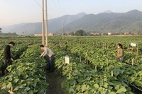 Sản xuất rau su su tại tỉnh Vĩnh Phúc. 